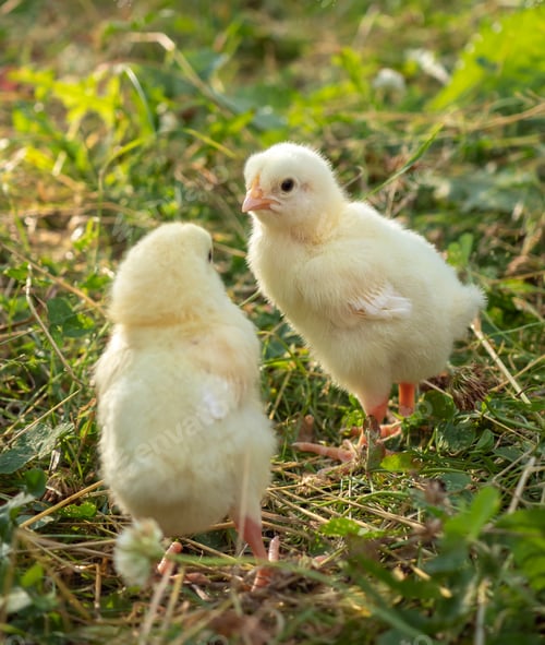Preview: Two little yellow chickens on fresh green grass