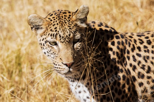 Preview: Beautiful leopard walking in savanna