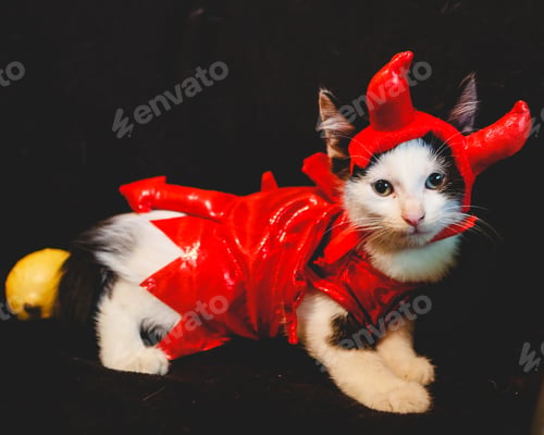 Preview: Devil Kitten
