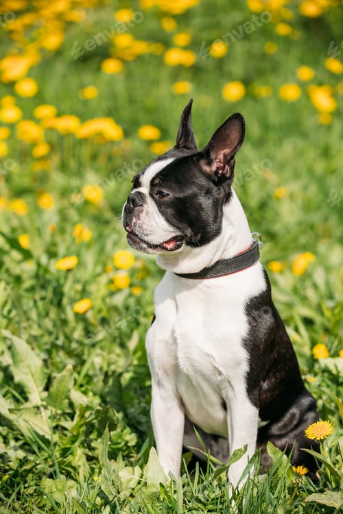 Preview: Funny Young Boston Bull Terrier Dog Outdoor In Green Spring Mead