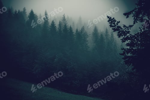 Preview: Foggy Forest Hills