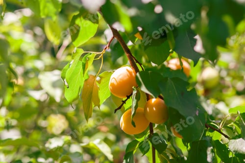 Preview: Apricots on apricot tree Summer fruits Ripe apricots on a tree branch