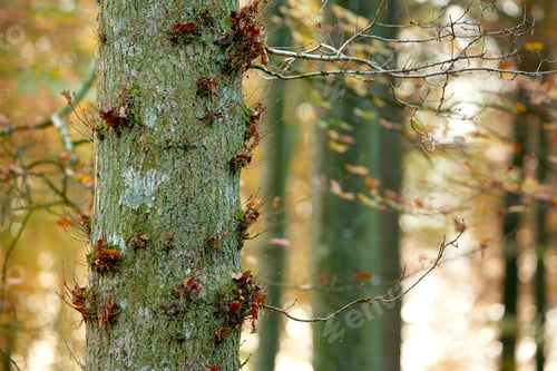 Preview: Forest beauty