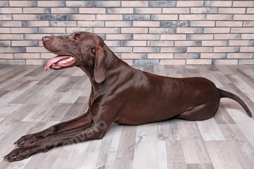 Preview: German Shorthaired Pointer dog lying on floor