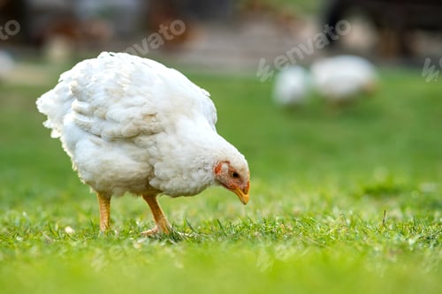 Preview: Hen feed on traditional rural barnyard. Close up of chicken standing on barn yard