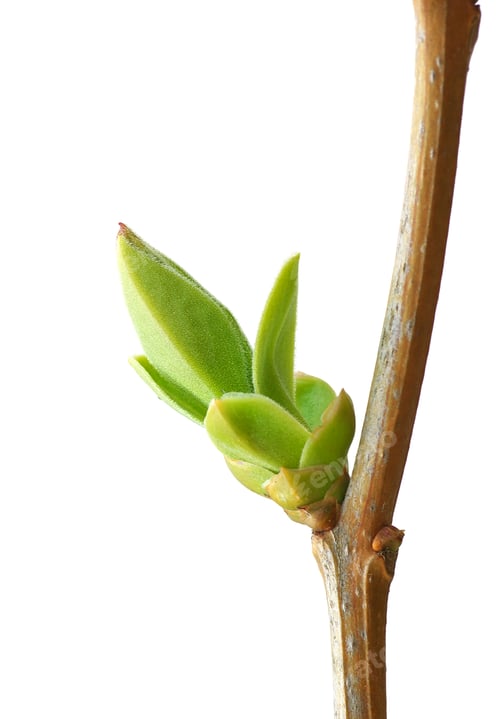 Preview: Isolated branch and buds.