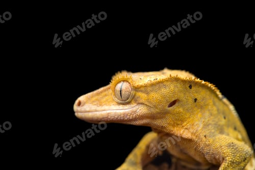 Preview: The crested gecko сute isolated on black background