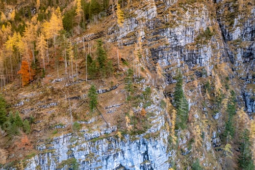 Preview: Trees on a Mountain in the Fall