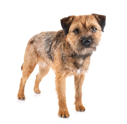 Preview: border terrier in studio