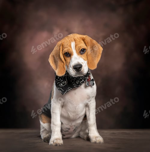 Preview: Beagle puppy wearing bandana in studio portrait