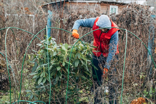 Preview: Winter Protection for Garden, winter shelter for garden plants, shelter rhododendrons