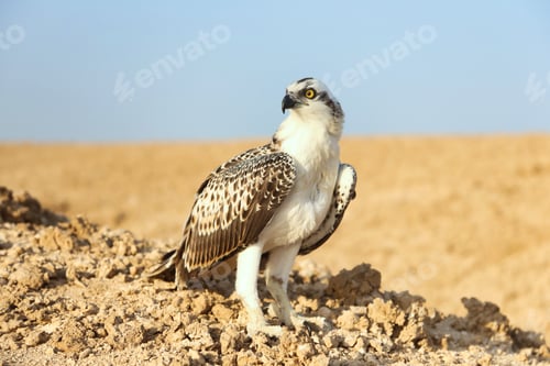Preview: Bird is an osprey on sand san close up