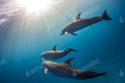 Preview: Beautiful shot of cute dolphins hanging out underwater in Bimini, Bahamas