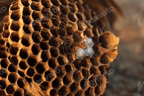 Preview: Hornet hive with empty honeycombs close up