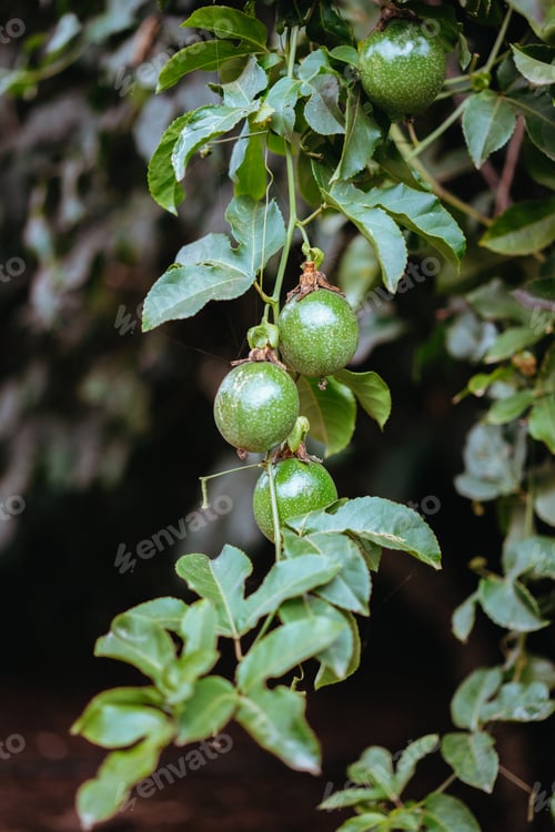 Preview: Passion fruits hanging from the wall on dark background
