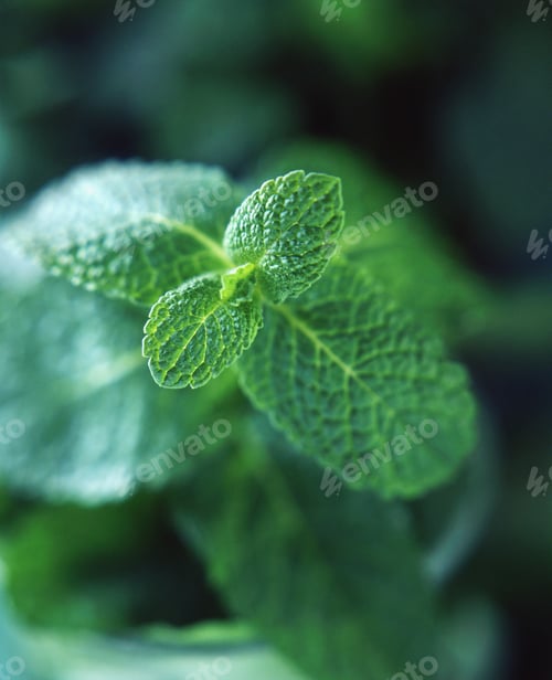 Preview: Fresh mint leaves, close-up