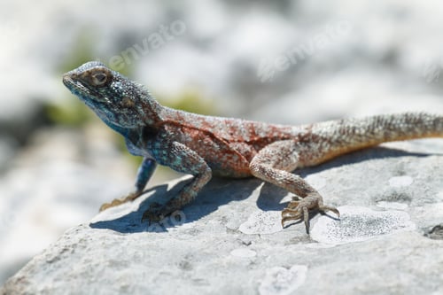Preview: Blue-headed agama lizard