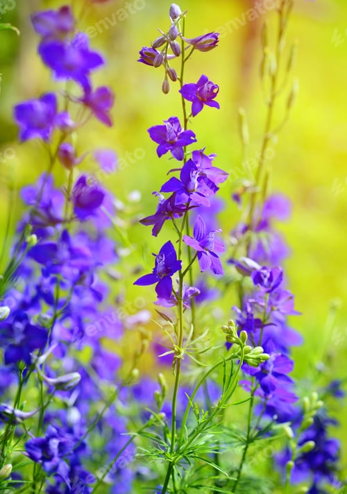 Preview: Beautiful purple Delphinium consolida (Consolida regalis) on a n