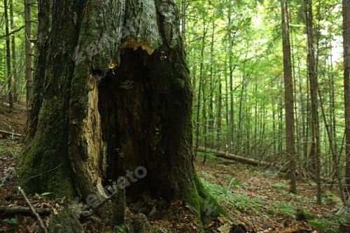 Preview: Old tree with hollow in forest. Space for text