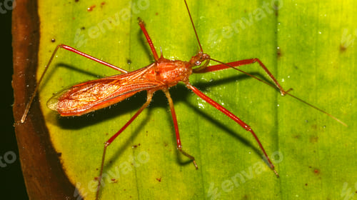 Preview: Shield Bug, Amazonia