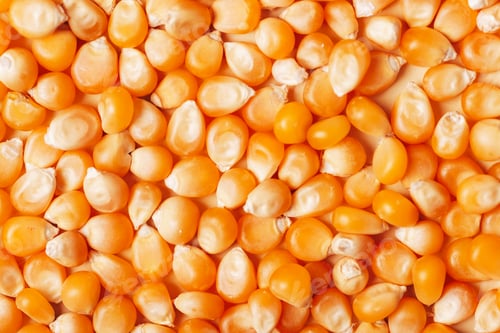 Preview: Raw corn kernels texture, background. Healthy vegan food