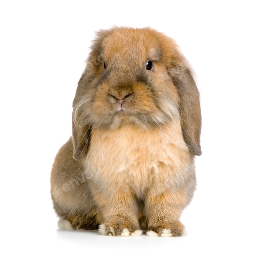 Preview: Lop Rabbit