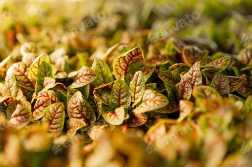 Preview: growing fresh microgreen eco-food young sorrel sprouts The concept of vegan and healthy food