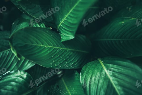Preview: green leaf of tropical forest plant living in nature garden, exotic jungle foliage