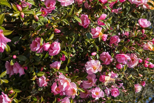 Preview: Rose