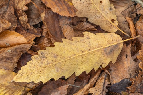 Preview: Oak yellow autumn leaf close-up