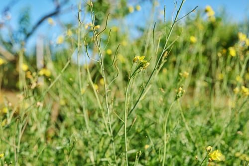Preview: Close up of arugula plant with branches with flowers with seeds