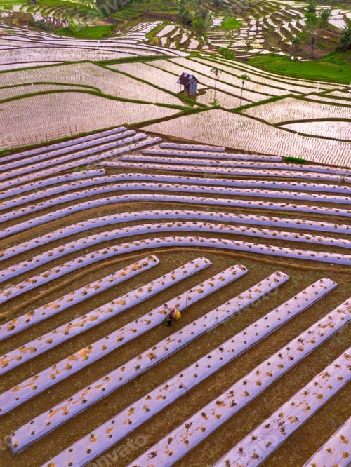 Preview: indonesia beauty landscape paddy fields in north bengkulu natural beautiful morning view indonesia