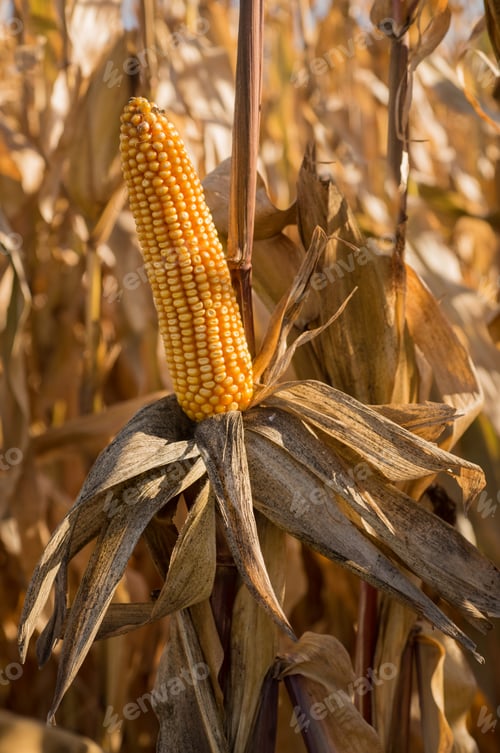 Preview: dry corn ready for harvest, yellow cobs in autumn season