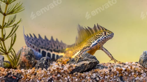 Preview: Southern banded newt aquatic animal in natural underwater habitat