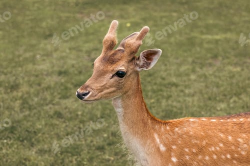Preview: Head close-up of a fallow deer against green background