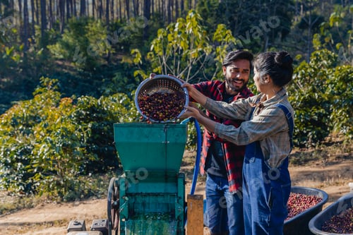 Preview: Worker in Wet process for ripe coffee wash in pulping machine.