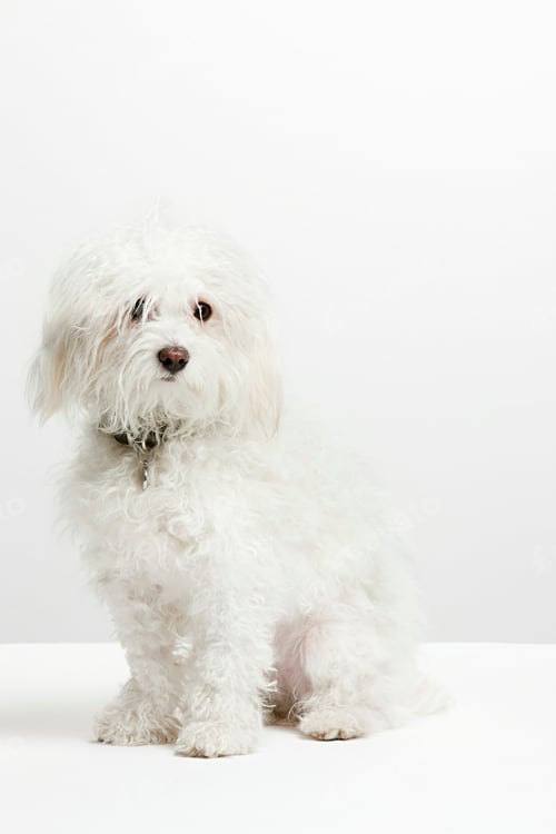 Preview: Portrait of a white dog