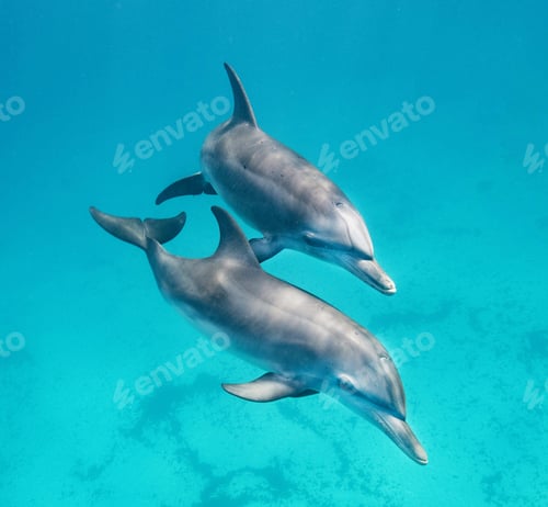Preview: Underwater world a dolphin floats in the sea