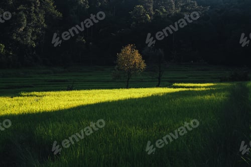 Preview: Rice field ,Aerial view of rice fields