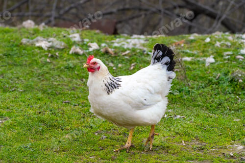 Preview: Domestic chickens in the meadow