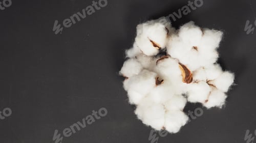 Preview: Cotton flowers on black background.