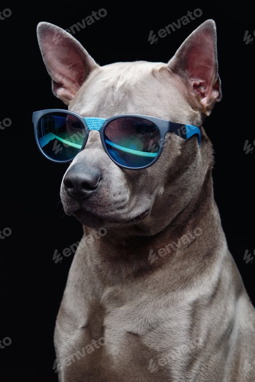 Preview: beautiful thai ridgeback dog in sun glasses