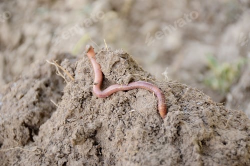Preview: Red-gray earthworm crawling on the brown clay surface