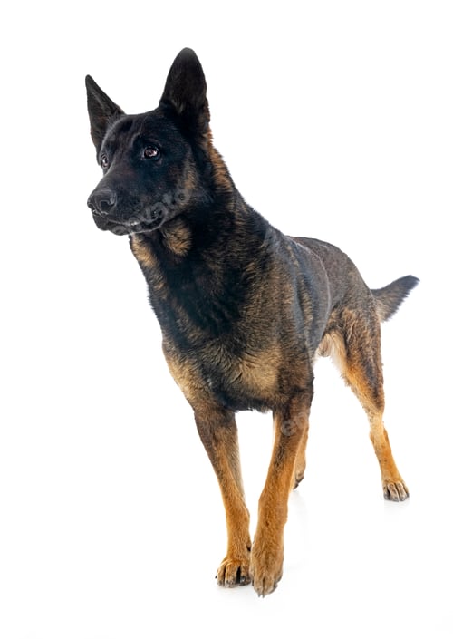 Preview: adult german shepherd