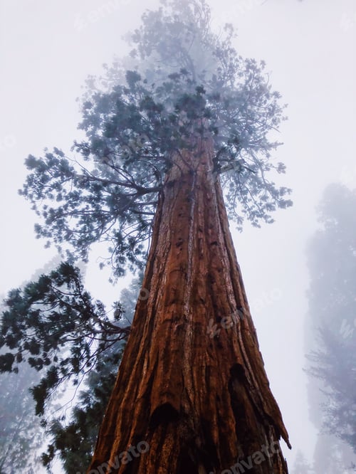 Preview: Big tall trees