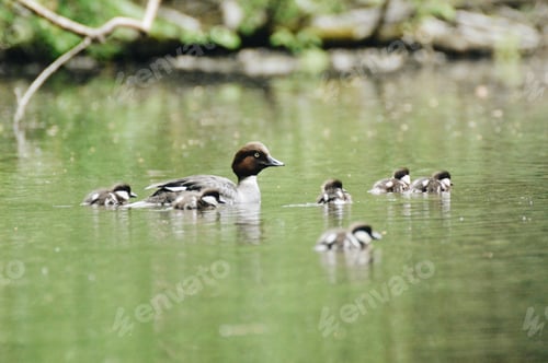Preview: Mom and wild child birds swimming in a lake outdoors in nature