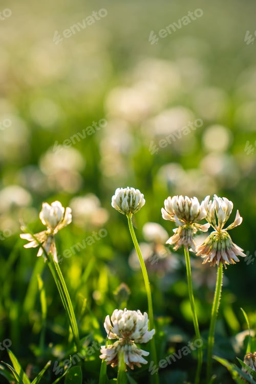 Preview: Close-Up of White Clover Flowers in Green Meadow