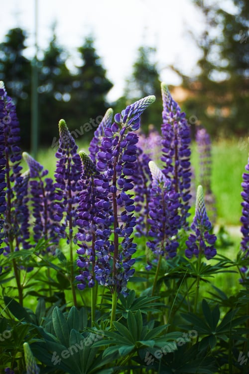 Preview: Purple wild lupine flowers with grass