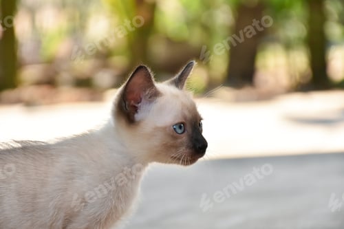 Preview: thai cat with amazing blue eyes.