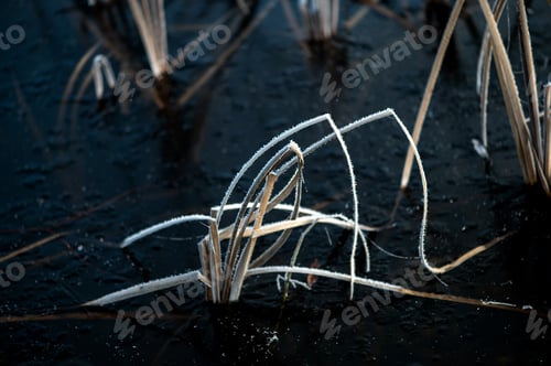 Preview: abstracts winter nature background with frost covered dry grass on the ice surface of the lake